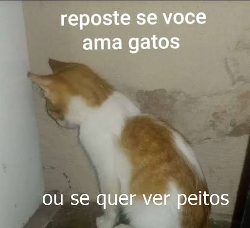 perfil dedicado a gatinhos e peitos (@odeiootaco) on Twitter photo 