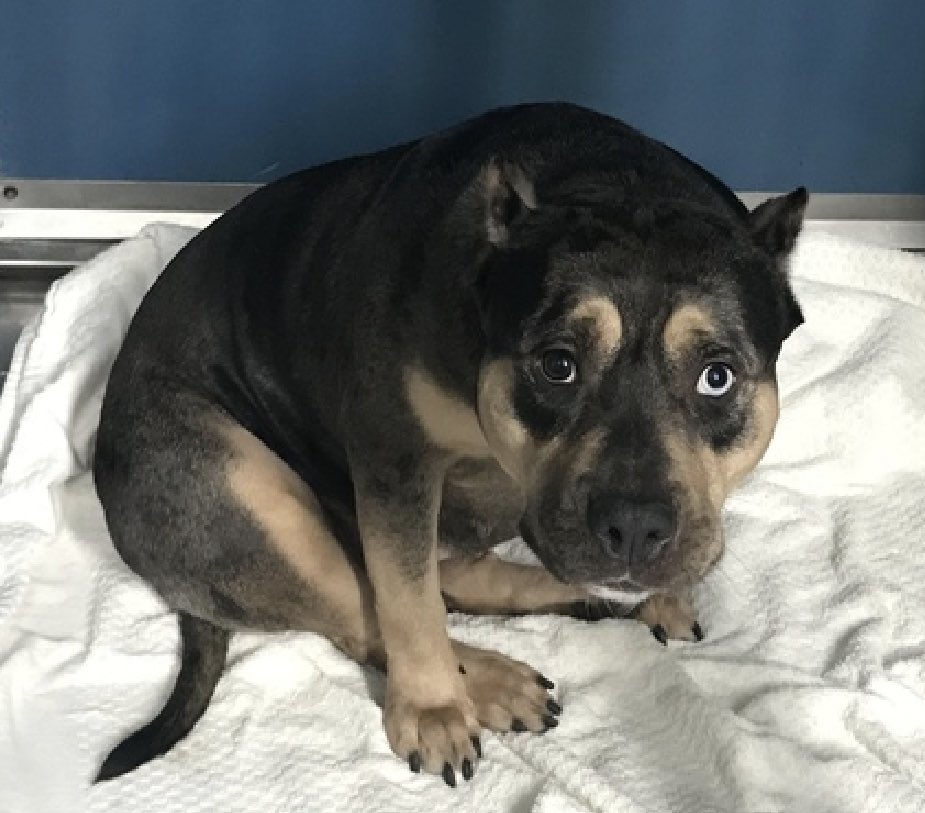 TomJumboGrumbo's tweet photo. HOURS LEFT, Kitana 179731 is now DELISTED in preparation to die. Of course they’re giving her no time, her family was evicted and she’s been in NYCACC just 6 days. A terrified 2yo who needs a Northeast family with kids age 13+ to save her life. Please let’s get her safe: pledge RT, DM @Notthesamenow2 or email keitholbermanndogs@gmail.com for assistance.

https://t.co/vFPr3heDjP