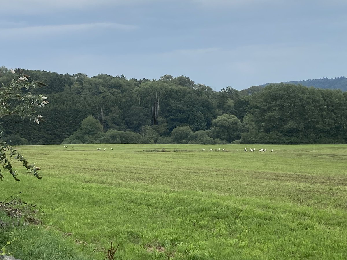 Ki45739Dirk's tweet photo. Wenn ich schon nicht am #LAN23 teilnehmen konnte, habe ich dennoch heute etwas tolles erlebt:
Mehr als 20 Störche in freier Wildbahn habe ich noch nie gesehen 🥰🥰🥰 https://t.co/zK6gLUnmgm