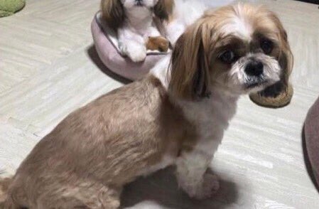 gY2TiUbn6e8e6KL's tweet photo. 🐶🆘迷子犬🎈 
［＃長野県須坂市🐕］
🔹2023.8.17
🔴長野県須坂市八重森で雷に驚き迷子になった〝たまき君♂〟を探しています🐾🐕
🍀たまき君発見に皆様のお力をお貸しください🙏
＃迷子犬 ＃長野県迷子犬
＃須坂市迷子犬 ��シーズー迷子 https://t.co/B7iZh9VttY