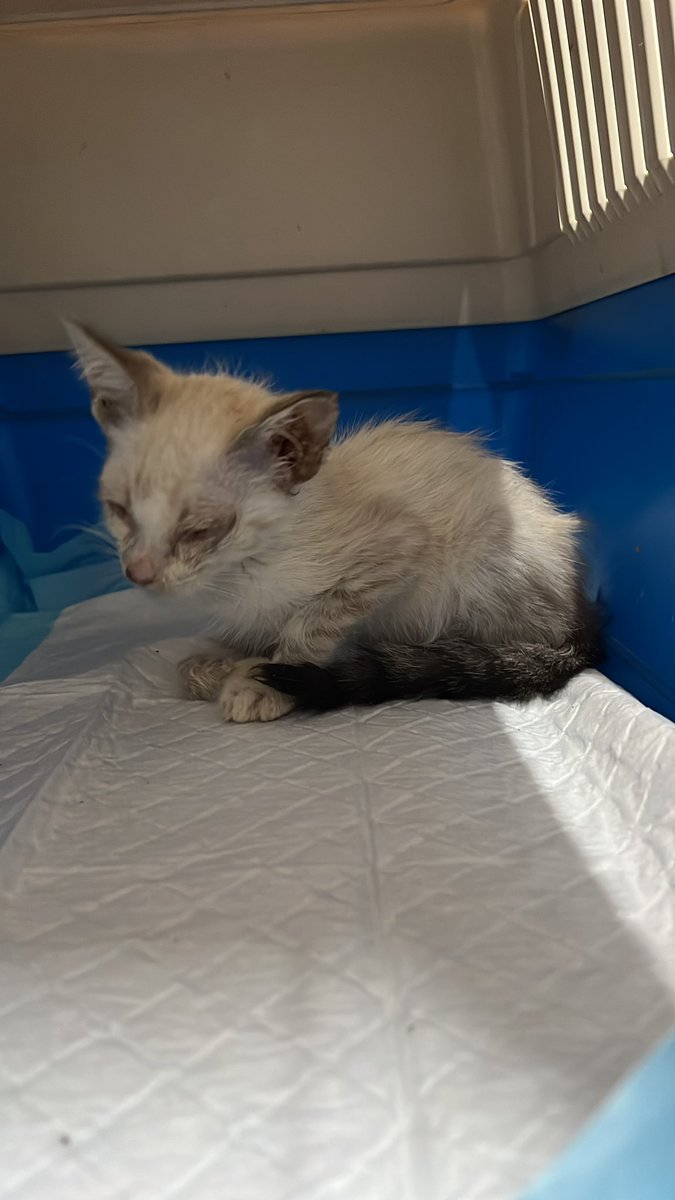 NOU rescat d’una gateta petita, d’una colònia que ningú atén <a href="/AjRubi/">Ajuntament de Rubí</a> 
Gràcies a la PAS, al Centre Veterinari Les Torres, a Vetzoo i al <a href="/elsolardelsgats/">El Solar dels Gats</a> Esperem que la petita Aurora s’en surti!! 🤞🏻🙏🏻🐈