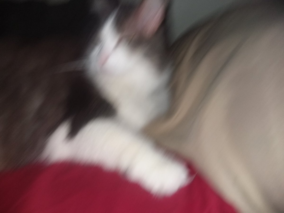 Ledal ladol tweet media