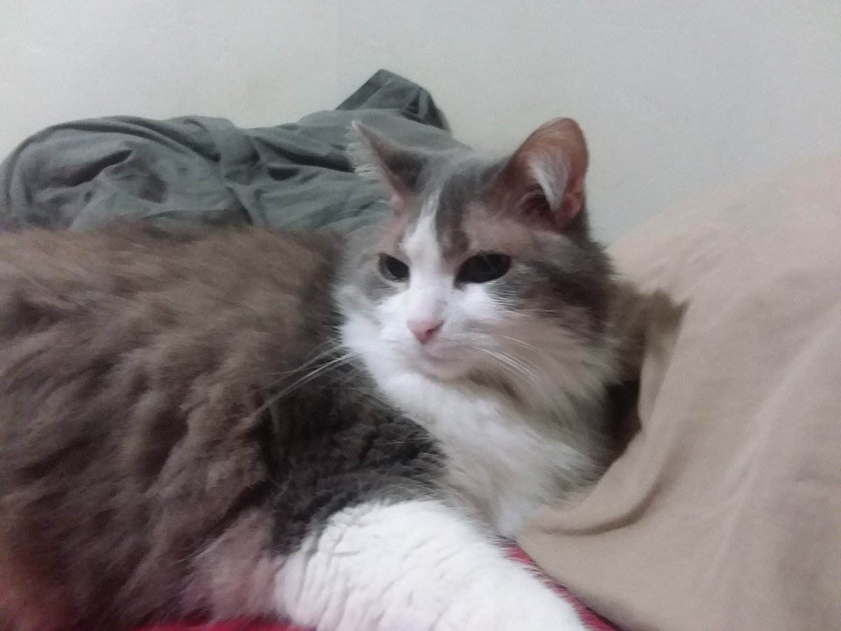 Ledal ladol tweet media