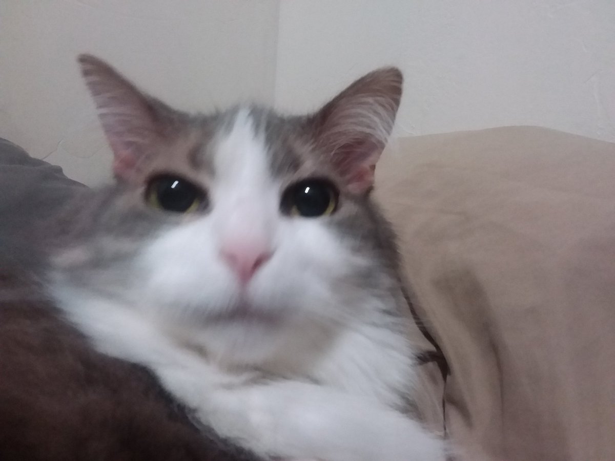 Ledal ladol tweet media