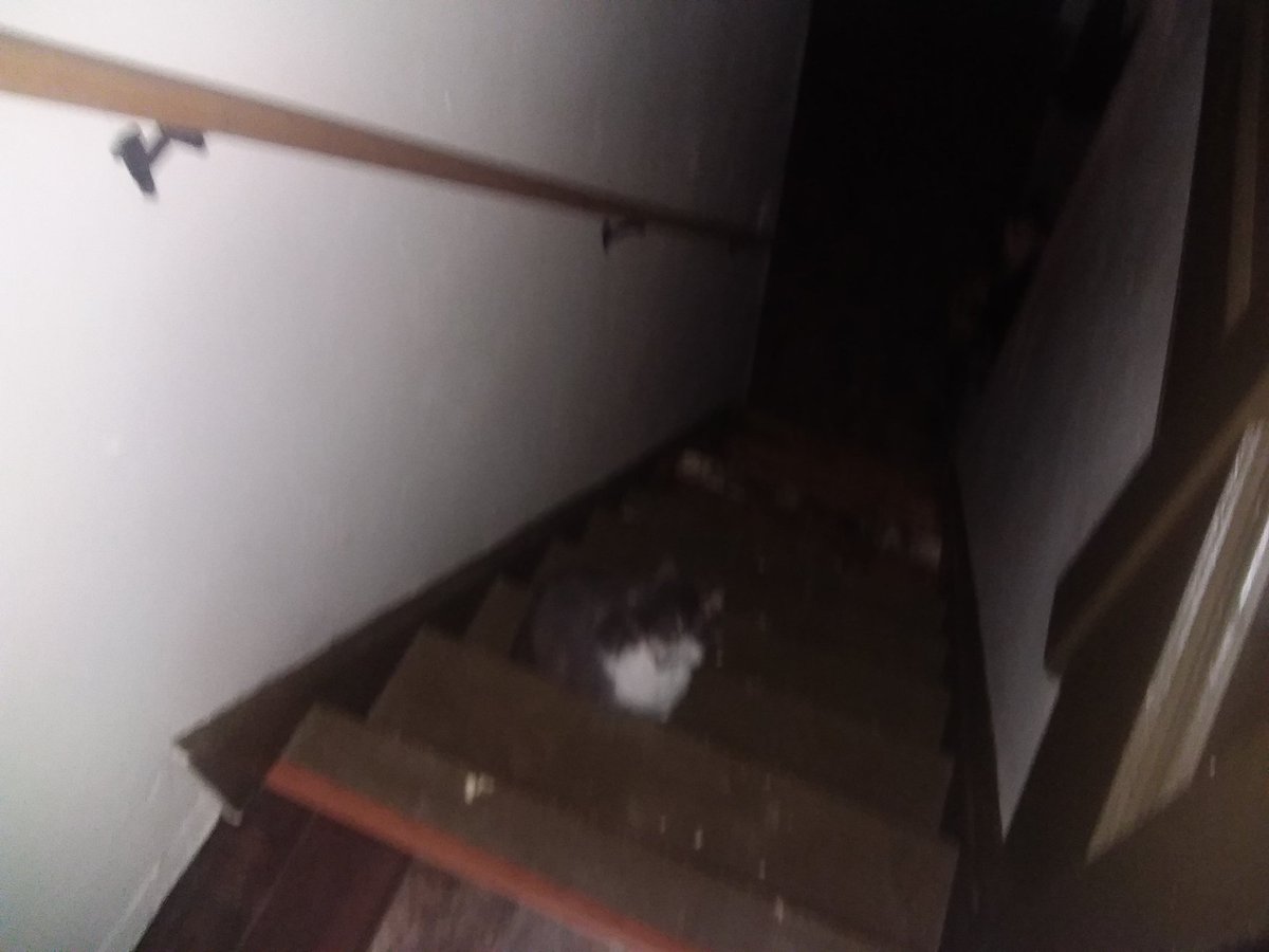 Ledal ladol tweet media