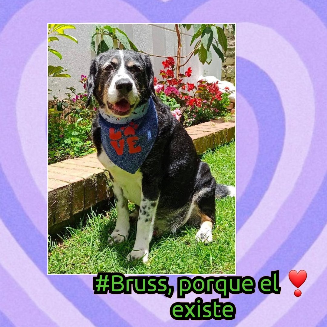 clarol2673's tweet photo. Prueba que el ❣ existe en esta bolita de pelos que amamos. #Bruss un #dogmodel de éste team que nos regala su mejor ángulo en la sesión de fotos de su pañoleta. https://t.co/cKpRuQsUIc
