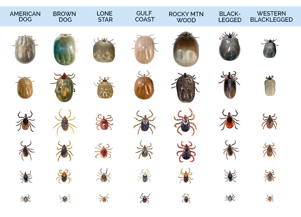 AbelJosephMD's tweet photo. Tick Update: Engorged tick found in the gluteal cleft on examination in a colonoscopy has been safely submitted to #ID. @GoogleAI powered lens is a great free tool for tick identification and learning.
✨Never skip your external exam in a colonoscopy! 🤯
@FightCRC #Age45 https://t.co/vmMNUhMzNv
