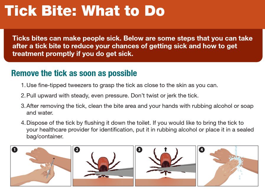 AbelJosephMD's tweet photo. Tick Update: Engorged tick found in the gluteal cleft on examination in a colonoscopy has been safely submitted to #ID. @GoogleAI powered lens is a great free tool for tick identification and learning.
✨Never skip your external exam in a colonoscopy! 🤯
@FightCRC #Age45 https://t.co/vmMNUhMzNv