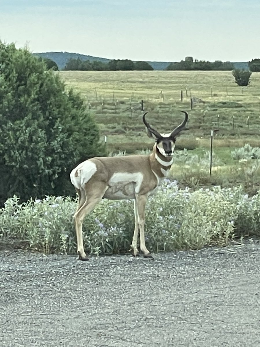 KittnCommander's tweet photo. Love this face ##arizonaantelope #ashforkaz @GlockXmm https://t.co/F3OhMpJv3V