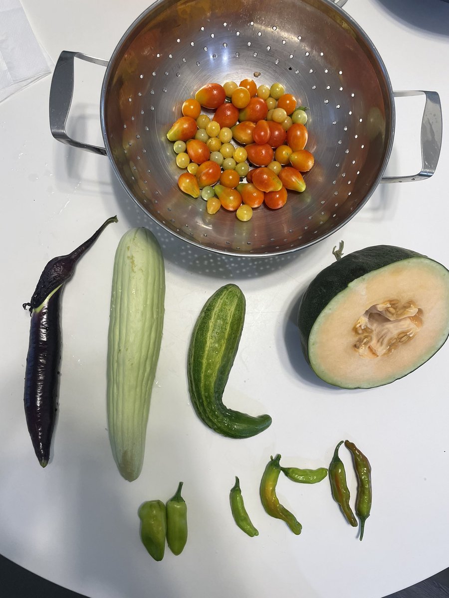 Max McSlavkin tweet media