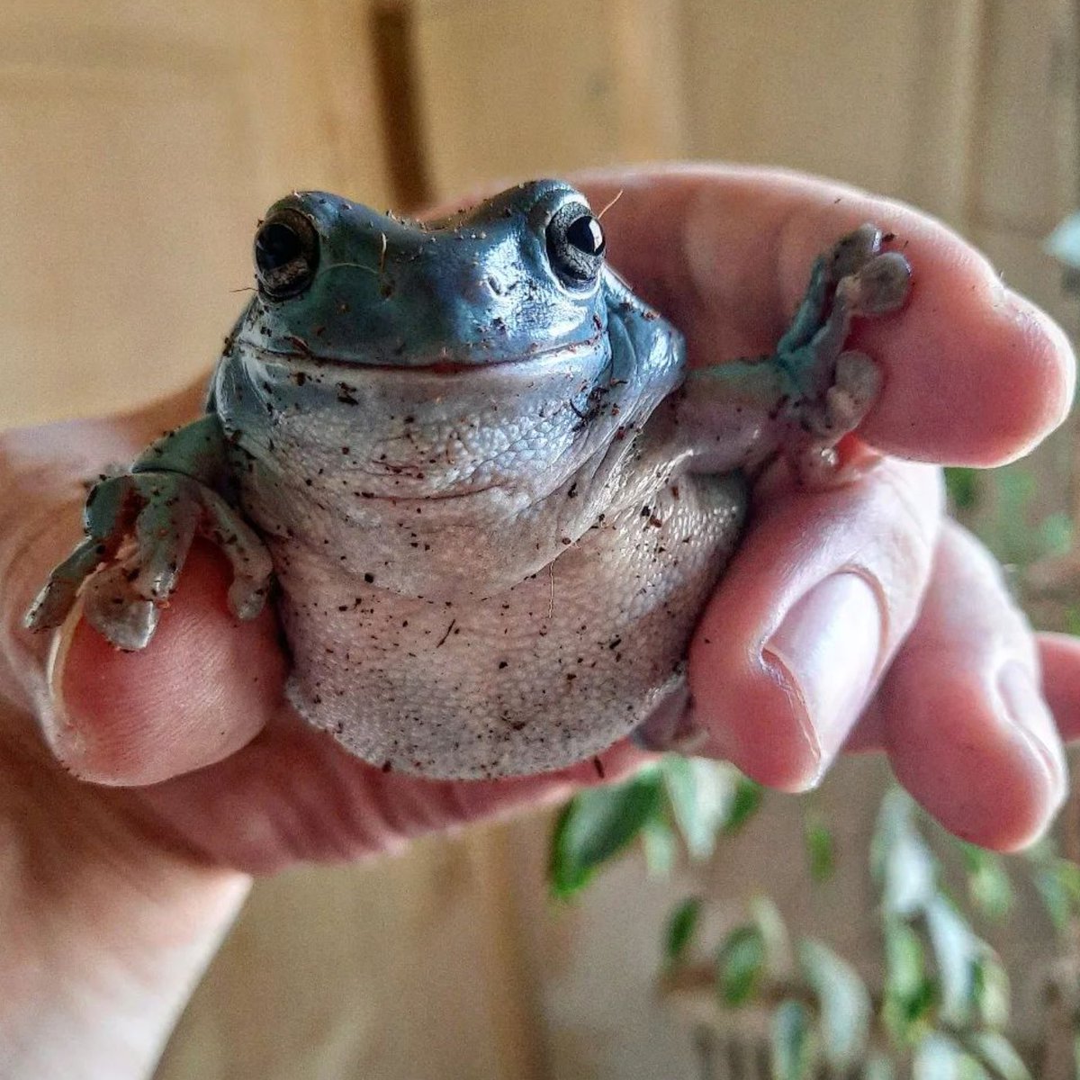 frogofthe's tweet photo. 📅 25th August 2023
🐸 Namco
🏷️ Instagram/namco_the_frog
💕 #animaloftheday https://t.co/feDGS5AYuO