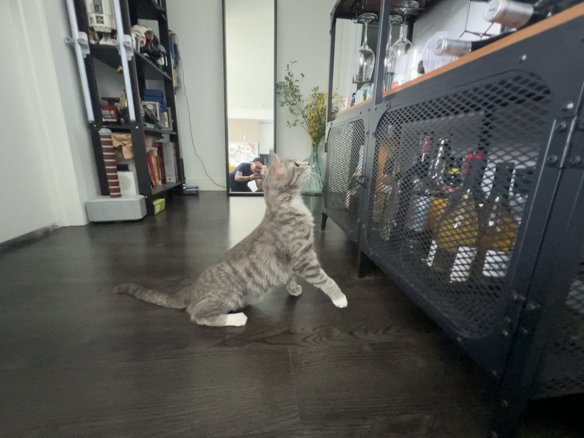 I guess I’m a cat dad now. She’s got three legs and her name is Peggy Katamine and I never thought I’d ever own a cat before a dog but I love her.