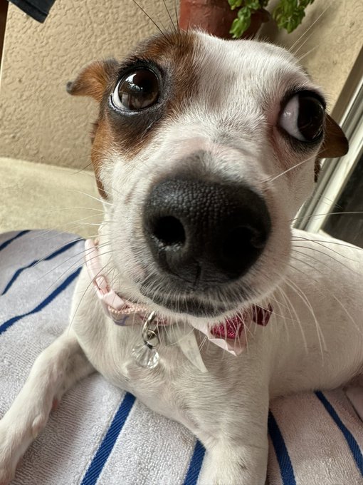 I&rsquo;m in nyc &amp; miss my animals!! Post your animal in this thread, so that I can see what yours looks like<a href="/tag/bigbootymarcy"class="tags"><span>#bigbootymarcy</span></a>
