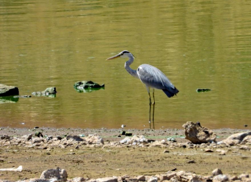 BirdLife International Middle East (@birdlife_me) on Twitter photo Early start of the autumn migration of birds this year- Lebanon
<a href="/BirdLife_News/">BirdLife International</a> <a href="/birdlife_me/">BirdLife International Middle East</a> <a href="/SpnlOrg/">SPNL</a> Early start of the autumn migration of birds this year- Lebanon
<a href="/BirdLife_News/">BirdLife International</a> <a href="/birdlife_me/">BirdLife International Middle East</a> <a href="/SpnlOrg/">SPNL</a>
