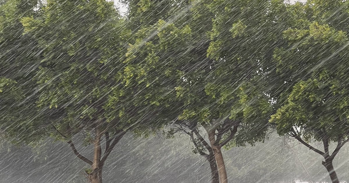 r__af06's tweet image. كم تُعشِب الرّوحَ قبل الأرضِ يا مطرُ.