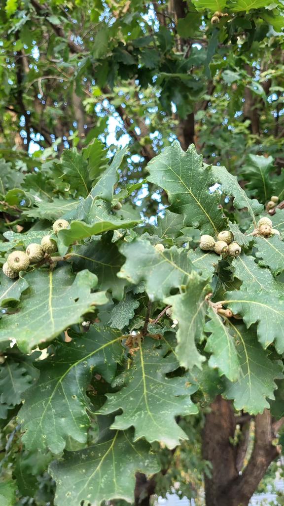 Els falta aigua 🌧🌧🌧🌧