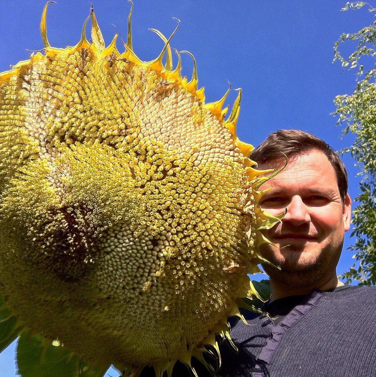 DupontSteven's tweet photo. @GWmag How about a little sunflower 😎
#WorldPhotographyDay #GardenersWorld 🌻 https://t.co/UTVwN47SkE