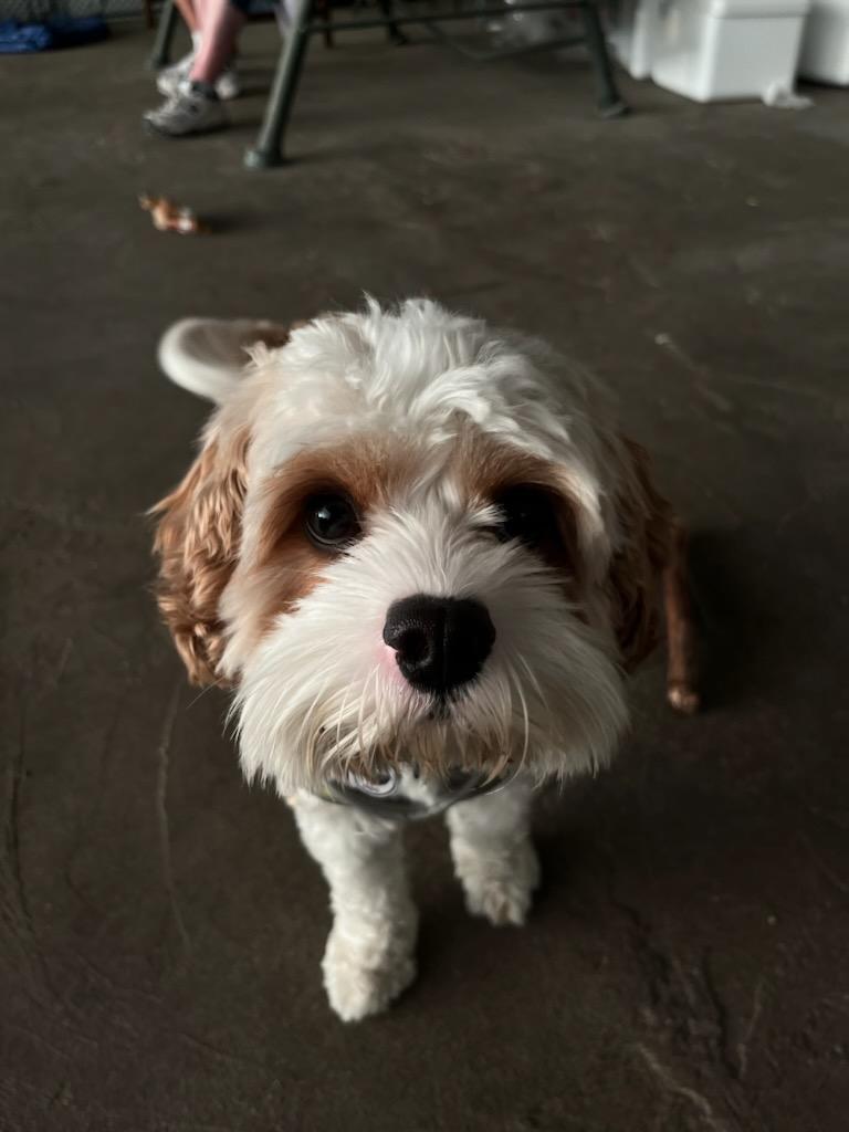 kipluck's tweet image. This summer, I...
💔lost my perfect #ServiceDog 🐕‍🦺, Sparks McGee 🌈😭🐾
❤️‍🩹Adopted THIS adorable little nerd, Rocket Tanuki, a #Cavapoochon (ie a fancy, pricey mutt) #RescueDog)
💔which led to me walking him in the yard, tripping... 🧵