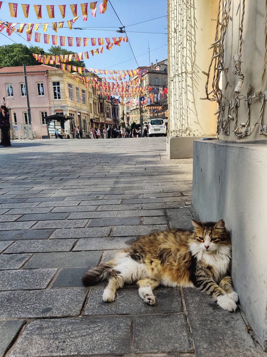 °Vini. Vidi. Amavi.° (Dilbar) tweet media