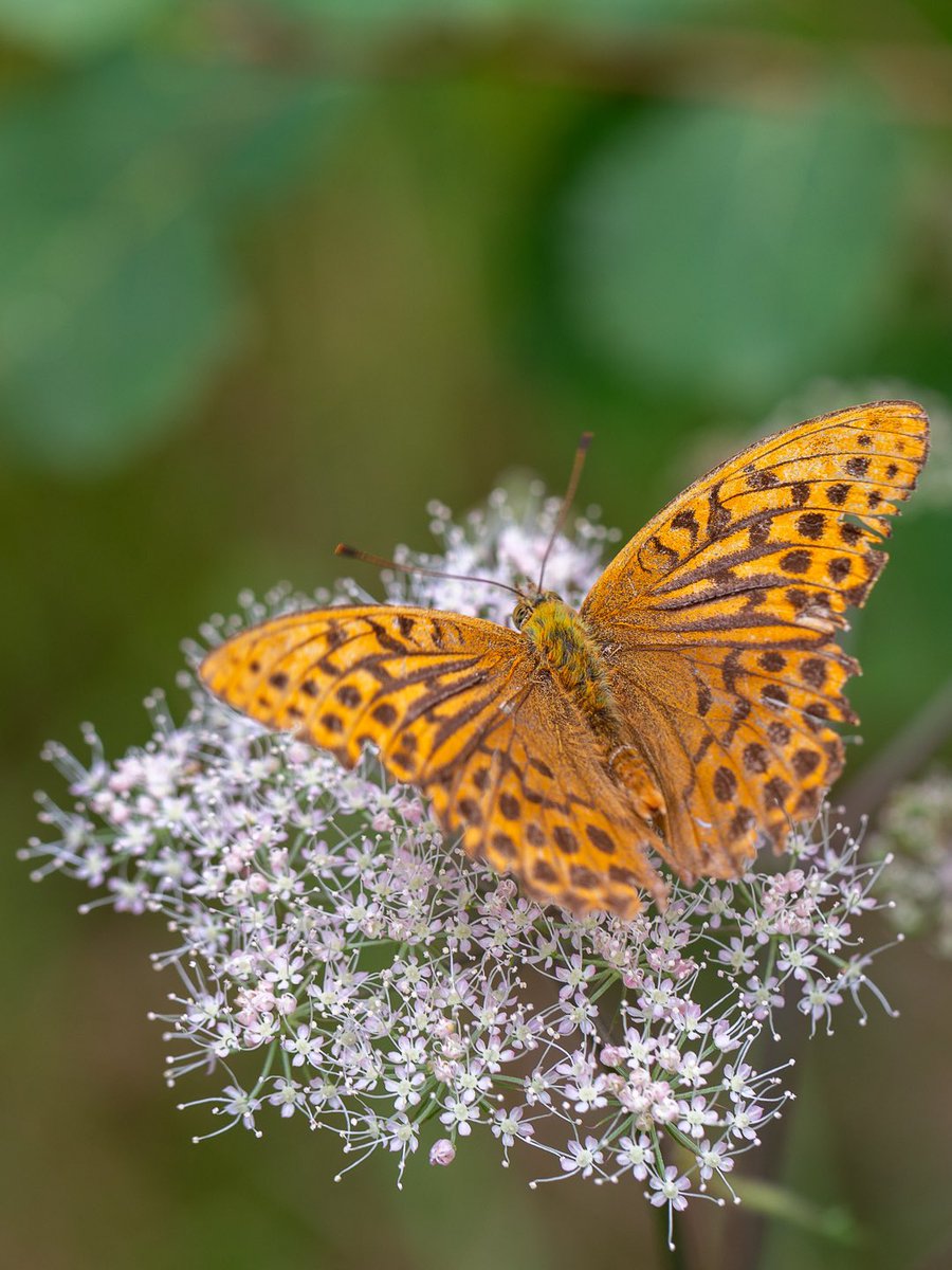 Letade efter: svamp
Hittade: fjäril

Enligt appen Seek är det en silverstreckad pärlemorfjäril. Vingarna börjar se lite slitna ut och jag läste att de bara flyger till slutet av augusti.

#fjäril #butterfly #naturephotography #wildlifephotography