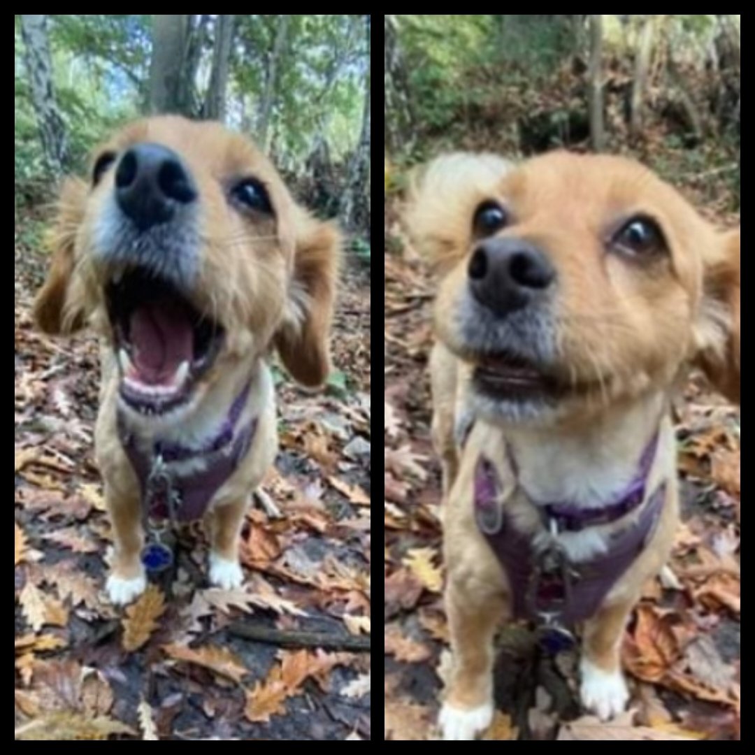 Amy here. Singing Saturday. Let me sing you the song of my doggo friends. Aaaahhhwwwwooooo 💜💜💜