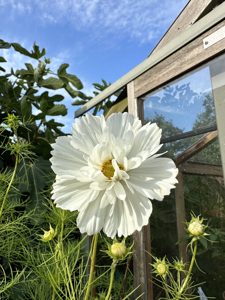 PotteringPolly's tweet photo. White cosmos finally opened in the dolly tubs 🌿🤍🌿🤍🌿
What a beautiful Saturday 🌿💙🤍🌿

#mygarden #GardeningTherapy #GardeningInspiration #FlowersOfInstagram #Flowers #WhiteFlowers #WhiteGarden #growingflowers #Gardening #organicgardening #FlowerPhotography #gardenblogger https://t.co/T1h5gEwEfQ