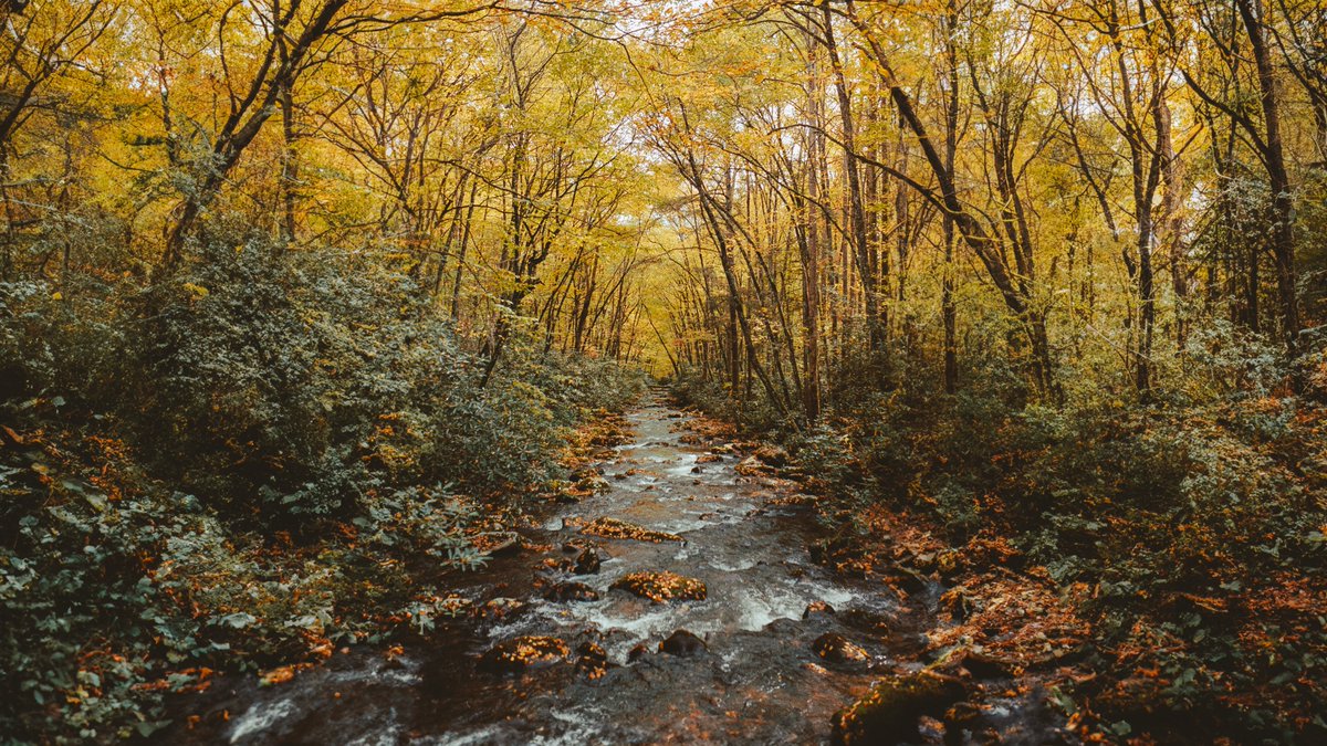 Appalachian autumn, on 35mm film