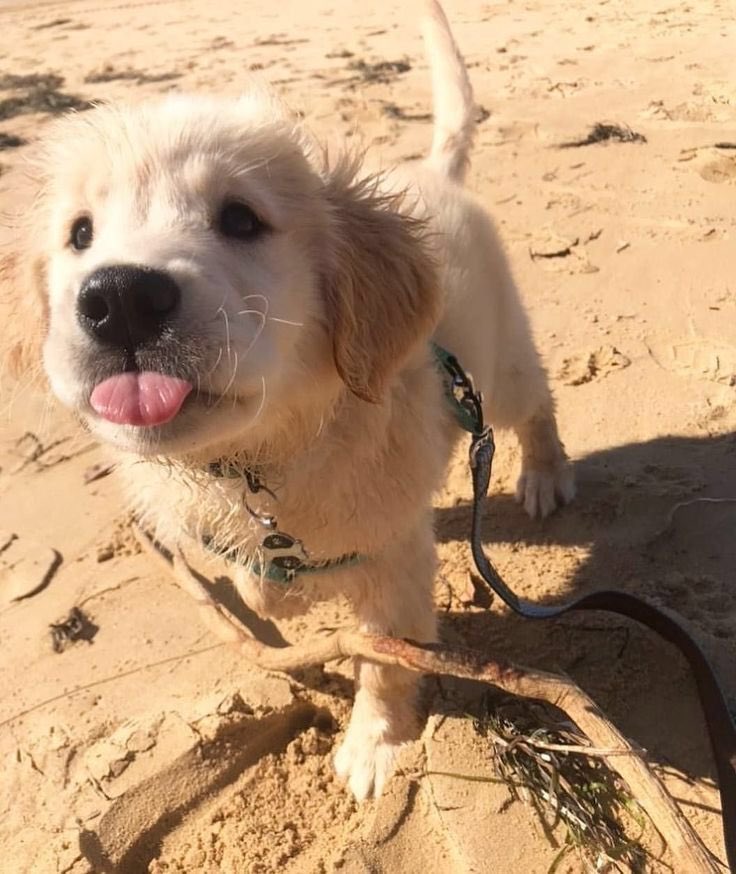 💖 (@twaniimals) on Twitter photo 