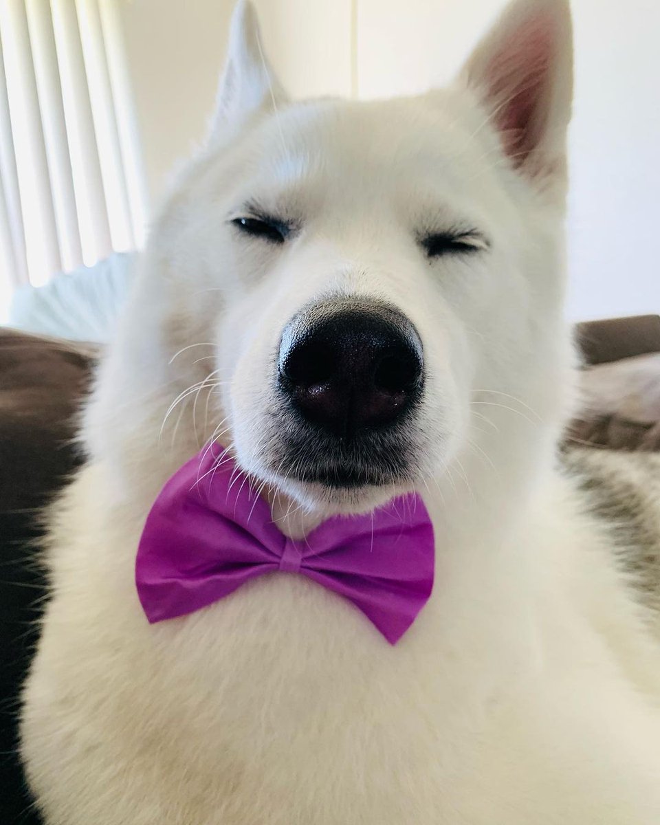 pupteesdotcom's tweet photo. Lady the Husky is rocking her bow tie on International Bow Day! 😍 🎀 🐾 #BowTieHusky #InternationalBowDay

Give some love to @sweetladyhusky (IG) 😊 https://t.co/PuEPbsOKH6