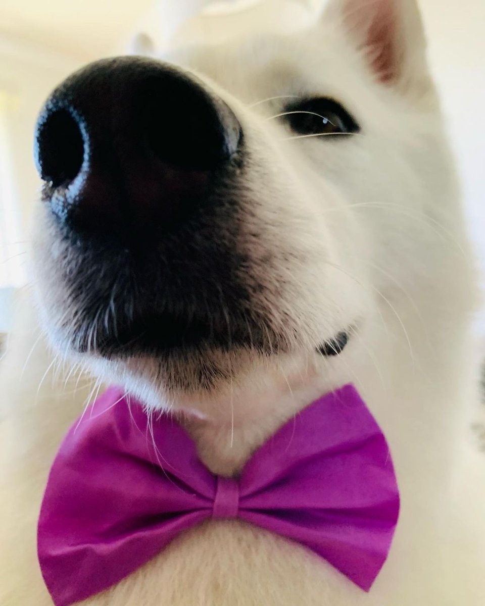 pupteesdotcom's tweet photo. Lady the Husky is rocking her bow tie on International Bow Day! 😍 🎀 🐾 #BowTieHusky #InternationalBowDay

Give some love to @sweetladyhusky (IG) 😊 https://t.co/PuEPbsOKH6
