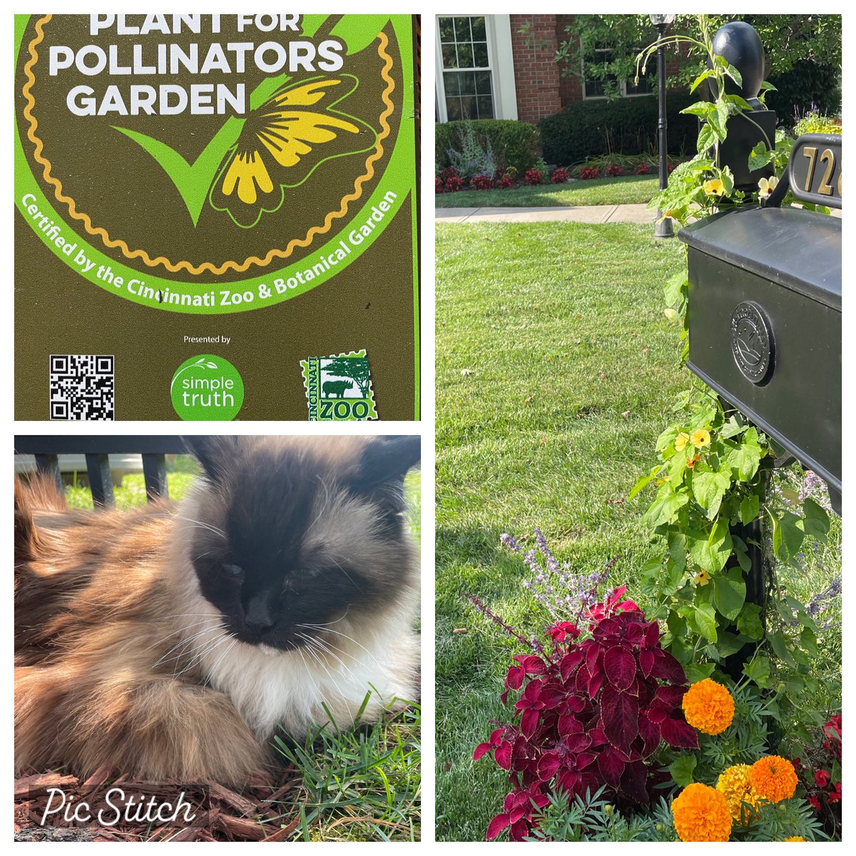 I_speak_ESL's tweet photo. ChaCha and I took a stroll to look at our pollinator stations around the yard. She got bored, but I had to share. #plantforpollinators @CincinnatiZoo @ParkSeed #natorps #SaveTheBees #ragdollsoftwitter https://t.co/bQyutu6pW8