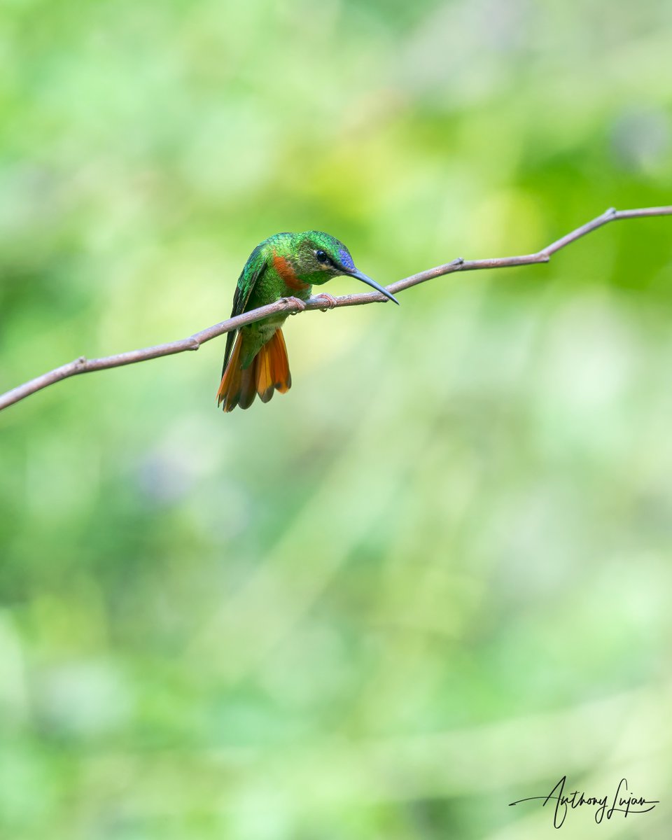 anthonylujan's tweet photo. Stand your ground! 
Gould’s Jewelfront
Heliodoxa aurescens
Status - Least Concen
@aconabikh
Sony A1 - Sony 600mm
#alhummingbirdperched

#gouldsjewelfront #jewelfront #hummingbird #colibrí #beijaflor #Trochilidae #hummingbirds #peru #hummingbirdsofperu #nuts_about_birds #earthc... https://t.co/awGZXV1TJV