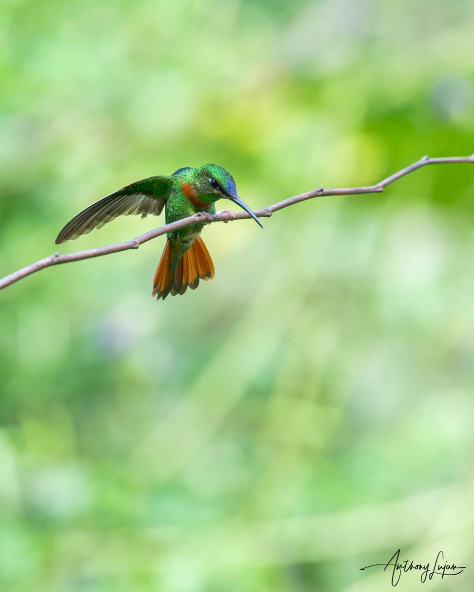 anthonylujan's tweet photo. Stand your ground! 
Gould’s Jewelfront
Heliodoxa aurescens
Status - Least Concen
@aconabikh
Sony A1 - Sony 600mm
#alhummingbirdperched

#gouldsjewelfront #jewelfront #hummingbird #colibrí #beijaflor #Trochilidae #hummingbirds #peru #hummingbirdsofperu #nuts_about_birds #earthc... https://t.co/awGZXV1TJV