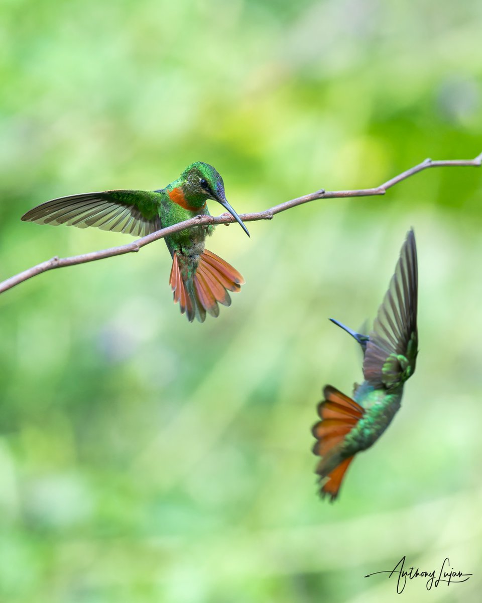anthonylujan's tweet photo. Stand your ground! 
Gould’s Jewelfront
Heliodoxa aurescens
Status - Least Concen
@aconabikh
Sony A1 - Sony 600mm
#alhummingbirdperched

#gouldsjewelfront #jewelfront #hummingbird #colibrí #beijaflor #Trochilidae #hummingbirds #peru #hummingbirdsofperu #nuts_about_birds #earthc... https://t.co/awGZXV1TJV