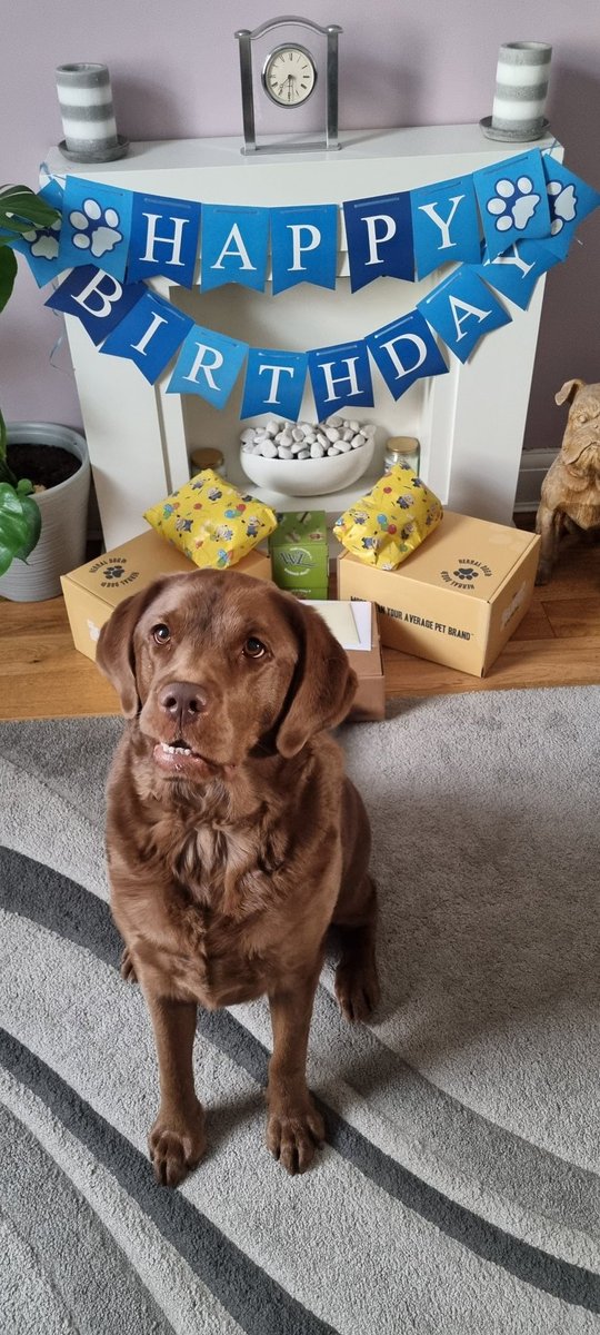 Bo turned 4 💕🐾