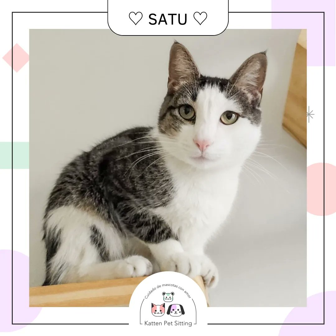 PetKatten's tweet photo. 🌈 Bienvenido hermoso #Satu 🪐 al #KattenTeam! 💕 Saturno (Satu para lxs amigxs 😹🪐) es un BOMBONAZO absoluto! Disfrutamos muchísimo estos días cuidandolo 🥰. Le encanta correr y jugar a las escondidas 😹 y todos los días disfrutaba comer su sobrecito o atuncito 🐟. (+) https://t.co/U89f58rm1C