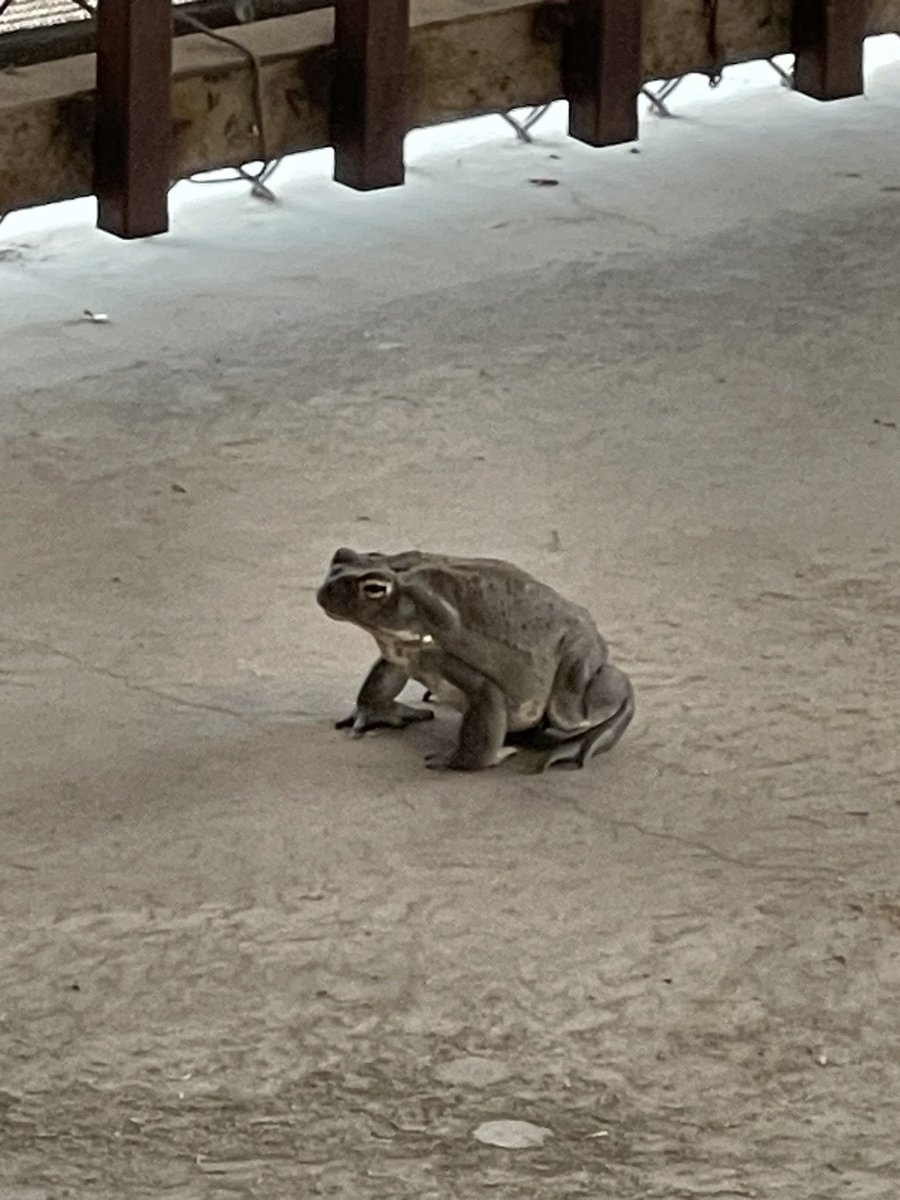 Homie Montana (@reecemuniz) on Twitter photo 