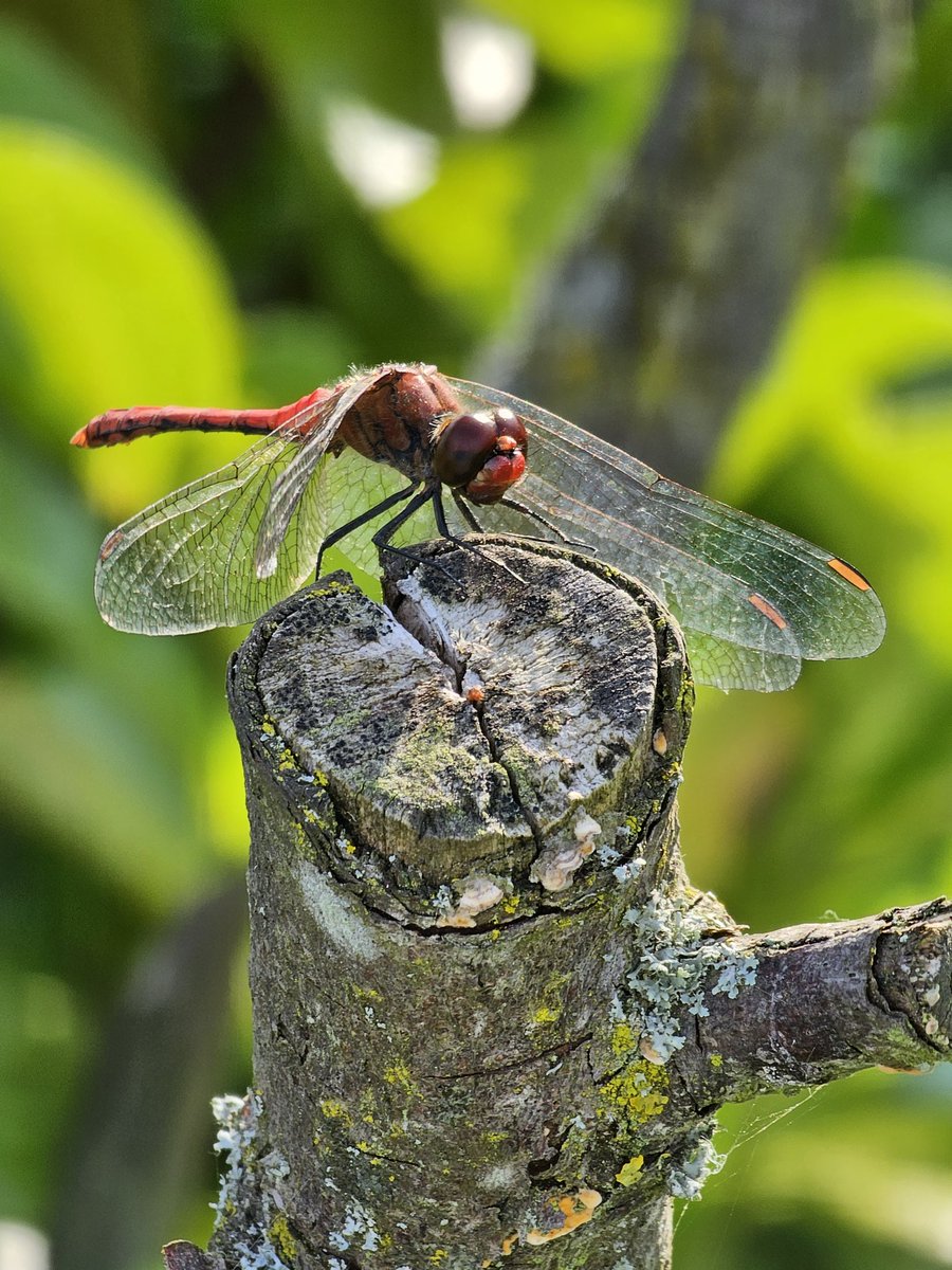 #dragonfly #heidelibelle #insects #insectphotography #PhotoChallenge2023August #Samsung #samsungphotography #natue #NaturePhotography #PhotographyDay2023 #PhotographyPassion #photographylover #wildlife #wildlifephotography #fotodeldia