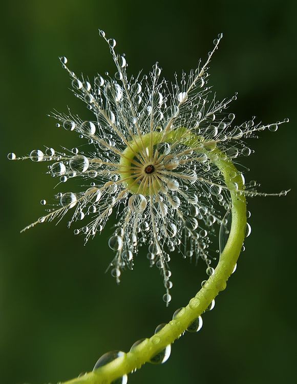 Such a beautiful pic everrrr.
📸📸
Cr Saefull Regina 
National geographic's photo community.
#NatureBeauty #naturelovers #Nature #photooftheday #photography #picoftheday #Beautiful #GreatJob #photographer #NaturePhotography #NaturePhotographyCommunity