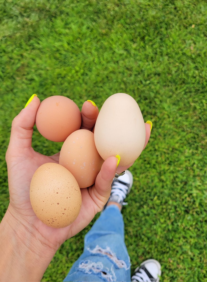 The oblong. #fresh #fresheggs #gardeningtwitter