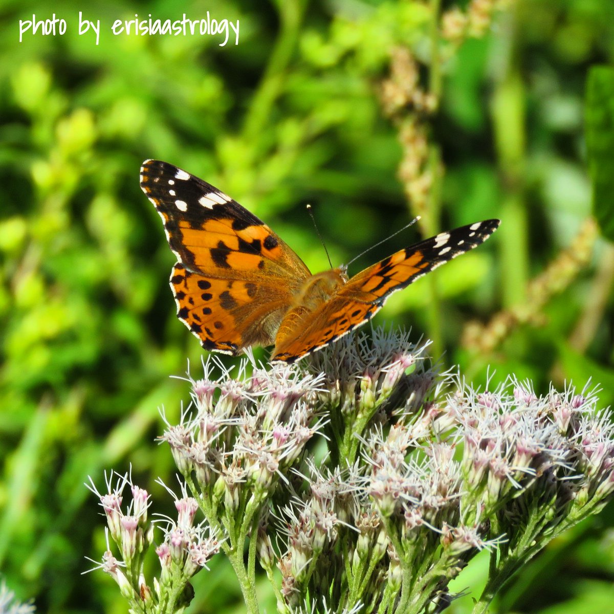 高原の蝶々その9「ヒメアカタテハ(姫赤立羽/Painted Lady)」🦋📷どんな花にも留まるので、都市公園でも見かける身近な蝶々です😊
#ヒメアカタテハ #姫赤立羽 #paintedlady #小紅蛺蝶 #vanessacardui #蝶 #butterflystagram #虫苦手な人ごめんなさい