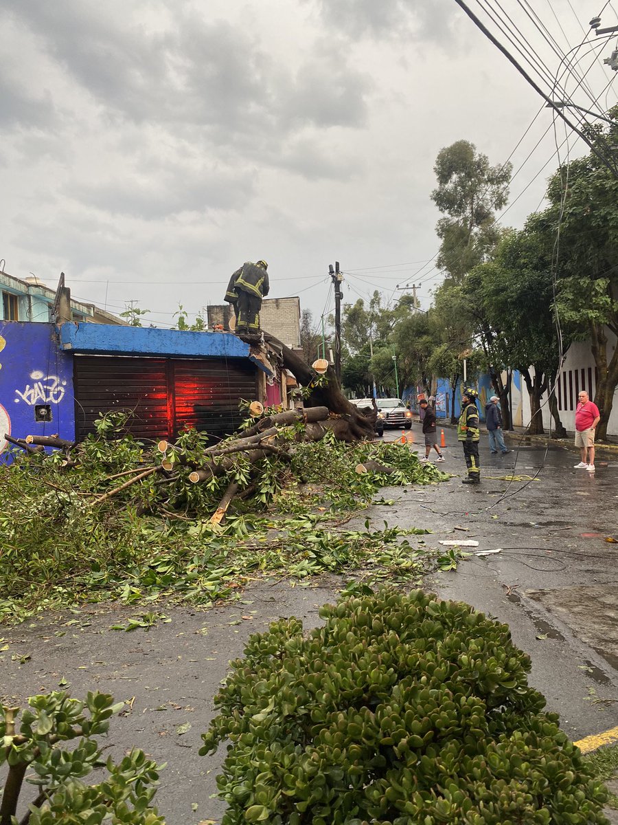 elisperal10's tweet photo. Así las labores de los Bomberos para retirar el árbol que cayó en Siracusa y Lutecia debido a la fuerte lluvia 🌧️ Afortunadamente no hay lesionados @LomasestrellaMX @LomasEstrellaC https://t.co/NgoX6ybzX1