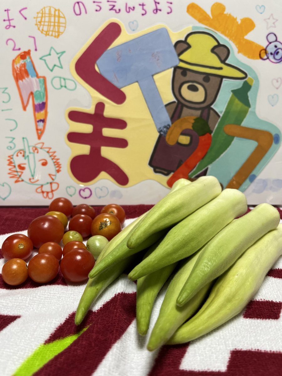 C3HRH's tweet photo. 昨日無事に収穫してきました。
*くま農園長、のーみ農園長、スタッフさん
忙しい中水やりありがとうございました!
大っきく成長してるにを見て子供達も喜んでました!
そして、貴重な体験をありがとうございます!
#ONEFARM
#オクラ
#初代くま農園長
#2代目のーみ農園長
#川崎ブレイブサンダース https://t.co/Fxb8bFWirG