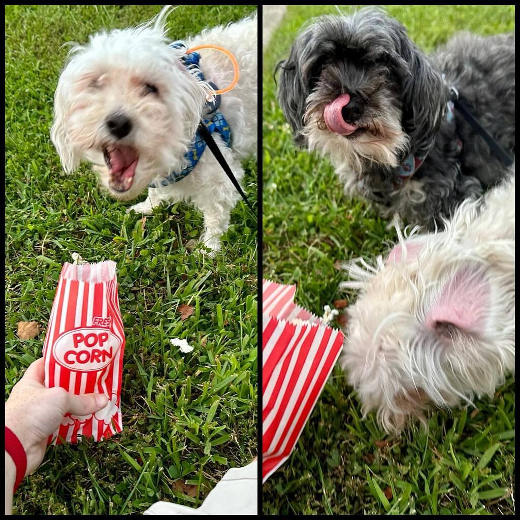 Buster and Bailey give Movie In The Park Night 5 out of 5 stars. instagr.am/p/CwJZfUnr6yP/