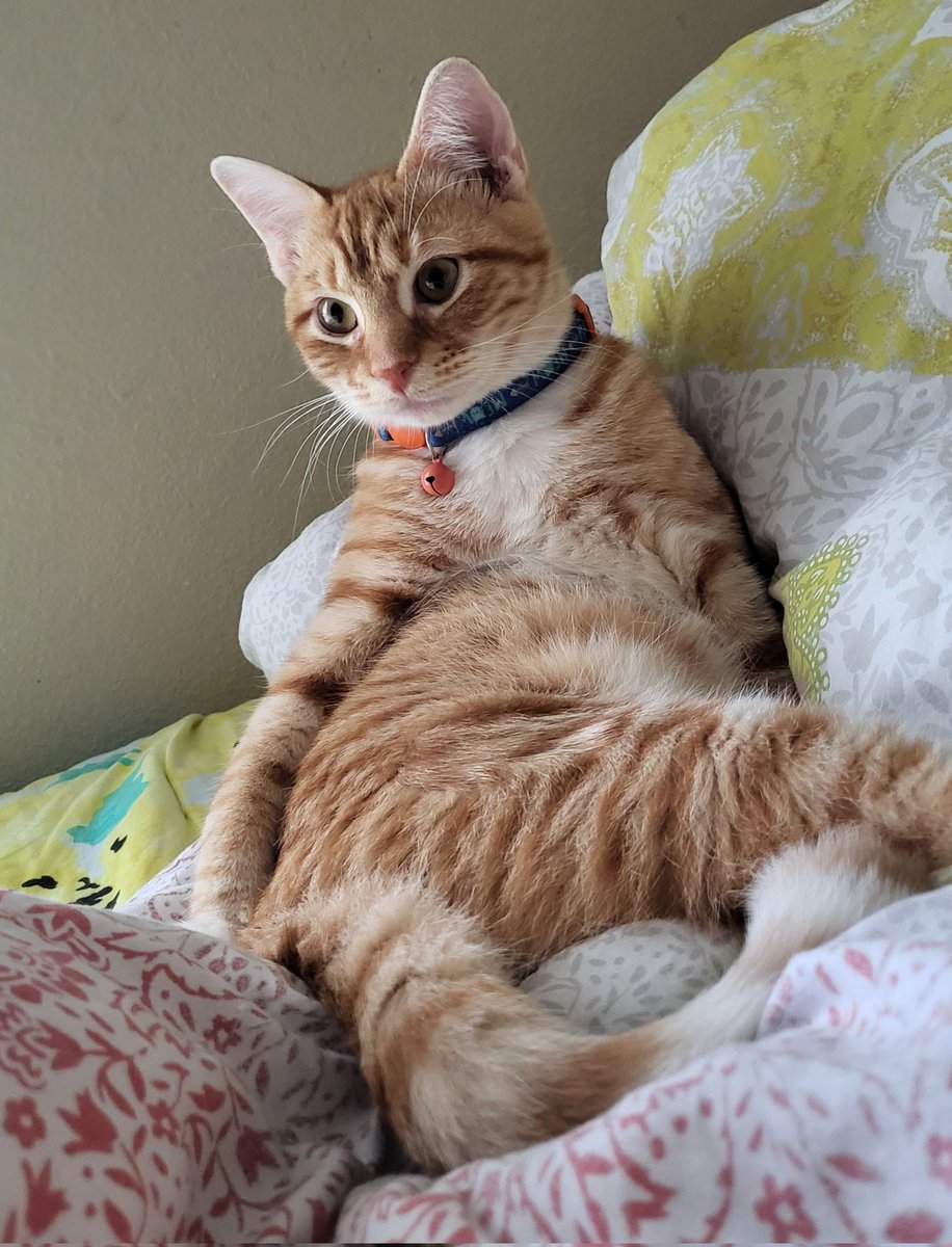 Cat sitting very silly