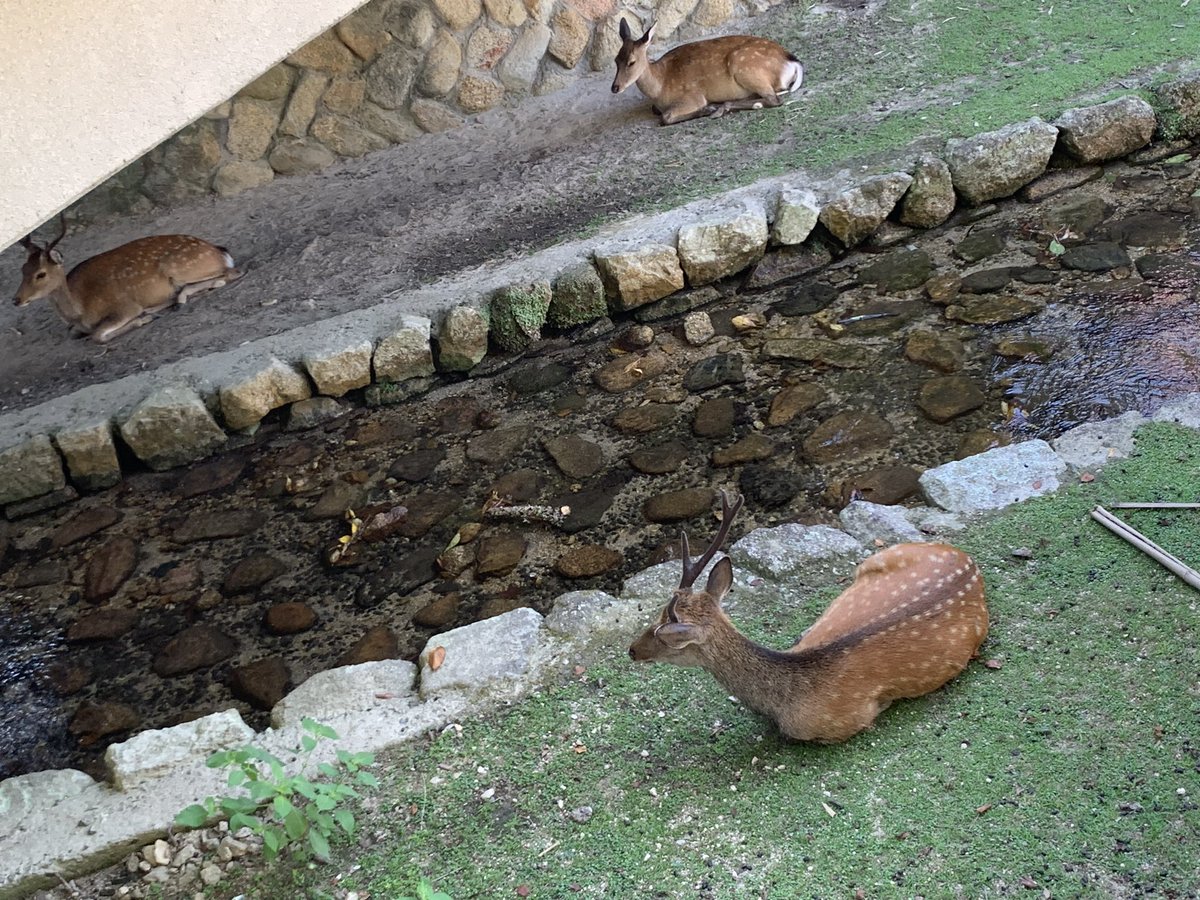 abcdefg_2025's tweet photo. 日陰にしかおらん https://t.co/lQikBjiZMc