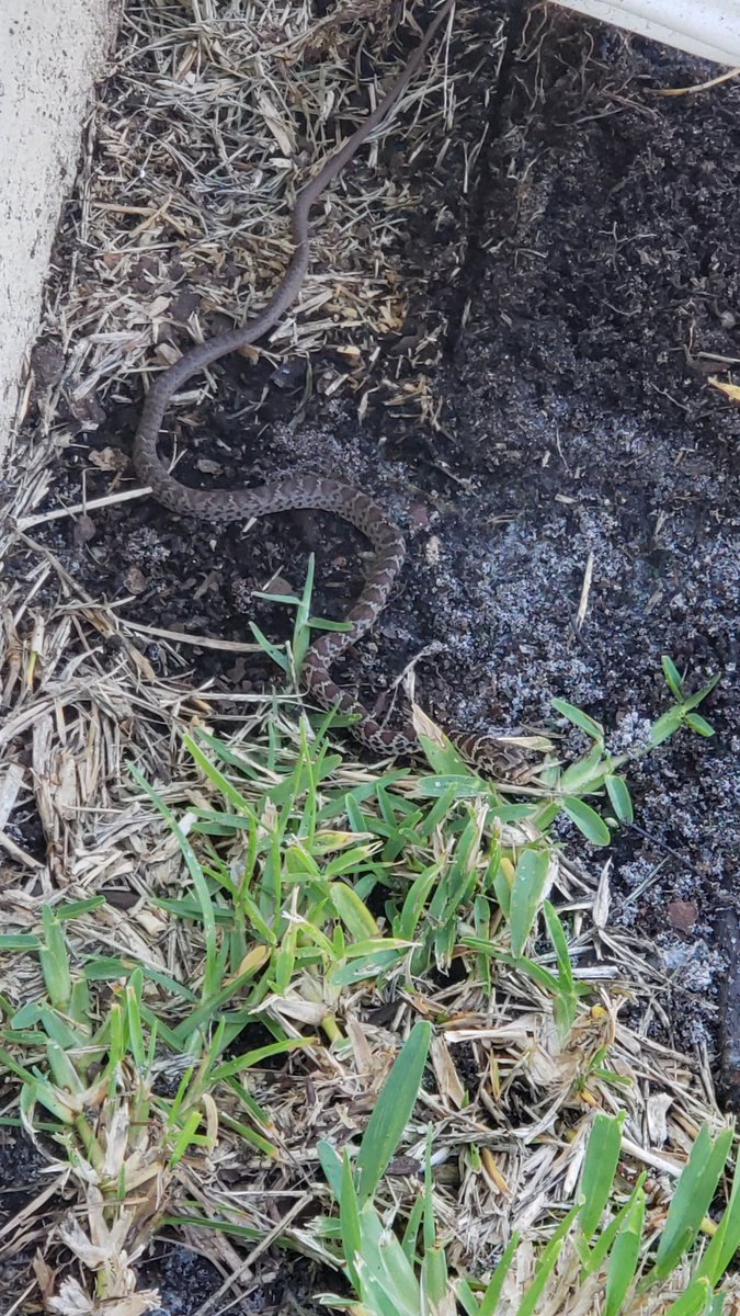 Fade__2__Black's tweet photo. Hey @WildSnakeID I have two more for you. West Central Florida. Seem to be the same type to me.  Both found same day, minutes apart; not the same snake. https://t.co/HA22N0Z7L2