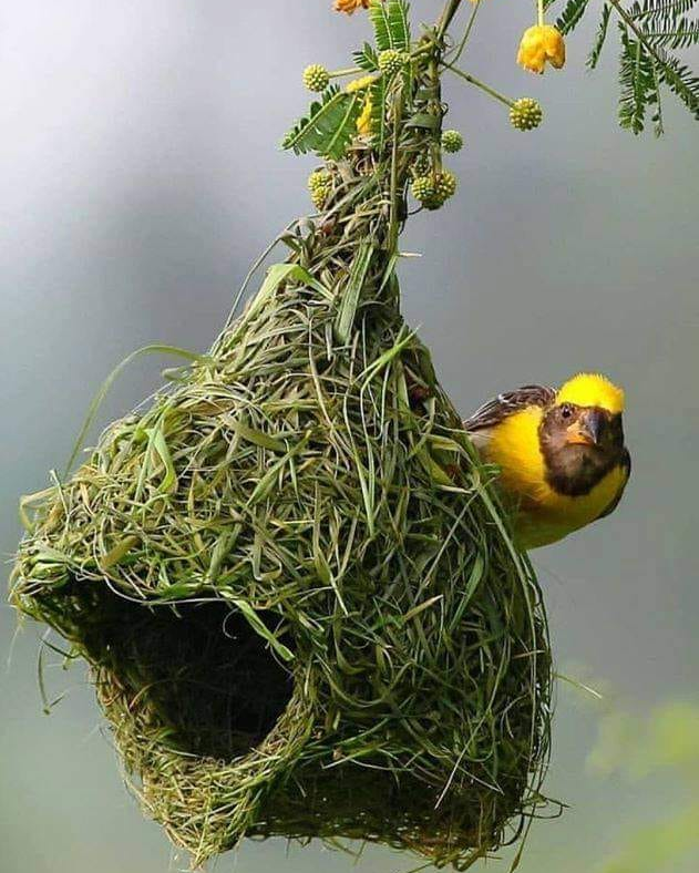 RincnCuriosoo's tweet image. El arquitecto que nunca pisó una escuela.