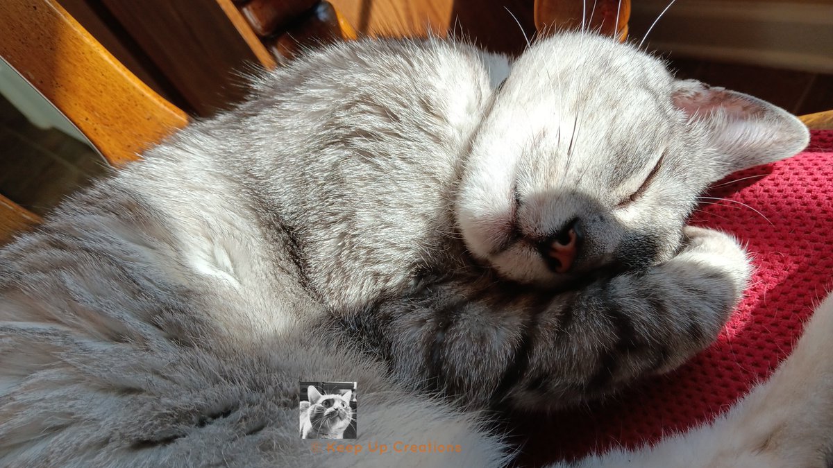 Sleep well, everyone.  Saturday is ending.  Sunday is coming.  Monday can just wait its turn! 
#SleepWell, #MondayCanWait, #StillTheWeekend, #Caturday, #SleepingCat, #SilverSterling, #EgyptianMau, #Handcrafted, #PetProducts, #InspiredInnovations, #KeepUpCreations