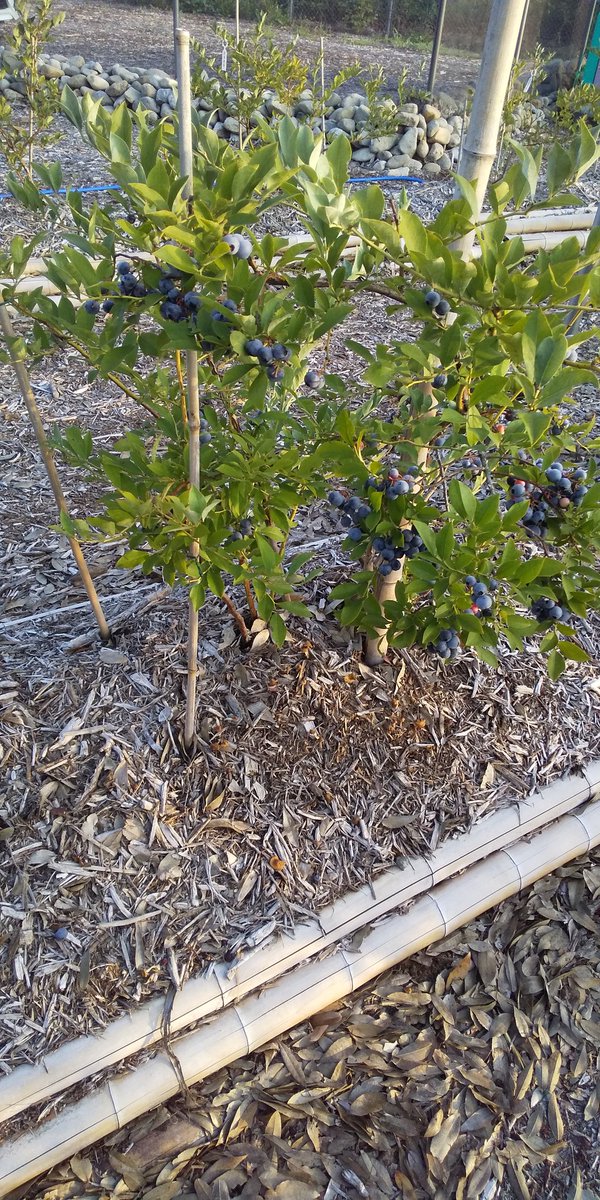 #あーみんの森 #ブルーベリー⁡ #ブルーベリー狩り #千葉県 #佐倉市  #佐倉市ブルーベリー狩り  #千葉県ブルーベリー狩り #千葉県観光スポット  #夏 #夏休み #観光  #半日観光  #レジャー #京成佐倉駅  #駅から徒歩10分